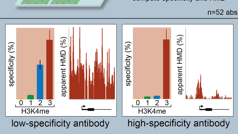 Examining the Roles of H3K4 Methylation States with Systematically Characterized Antibodies
