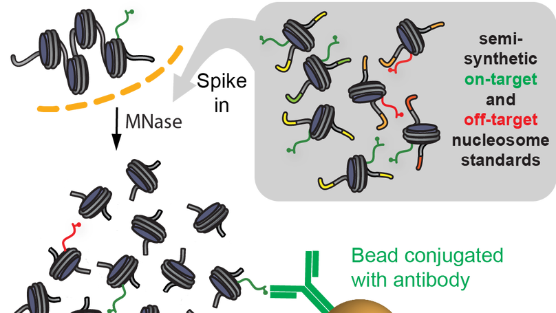 Native internally calibrated chromatin immunoprecipitation for quantitative studies of histone post-translational modifications