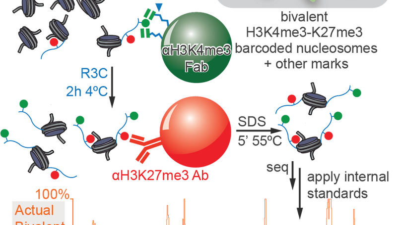 Re-evaluating the role of nucleosomal bivalency in early development